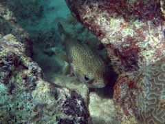 Porcupinefish (2